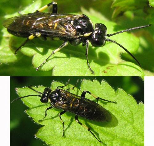 Réf. 183 169 : Macrophya alboannulata